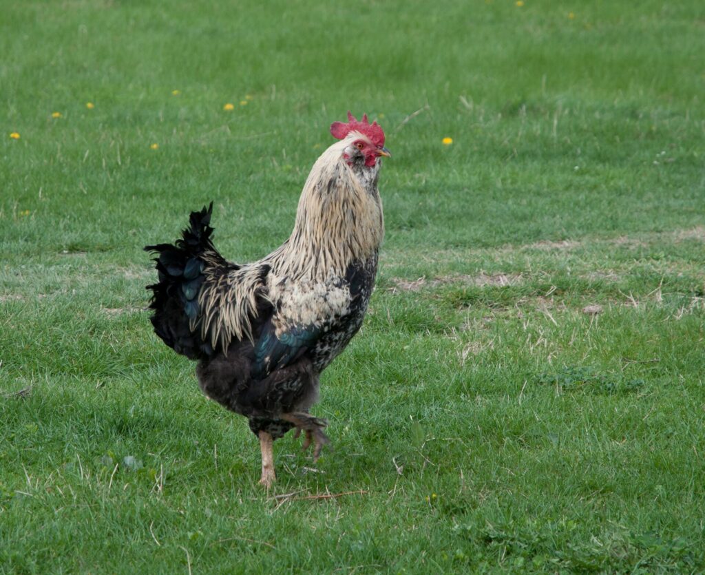 Ayam ternak, gambaran budidaya Ayam Alope Unhas 1 oleh peternak di Luwu Timur