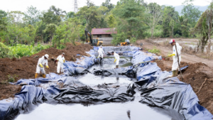 Lahan pertanian warga di Kecamatan Towuti, Luwu Timur, yang terdampak kebocoran pipa dan kini kembali ditanami