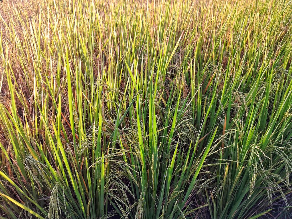 Tanaman padi menjelang panen di sawah Indonesia