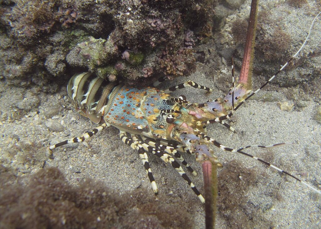 Lobster hias jenis Panulirus ornatus yang diatur dalam kebijakan pengelolaan benih bening lobster.