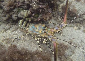 Lobster hias jenis Panulirus ornatus yang diatur dalam kebijakan pengelolaan benih bening lobster.