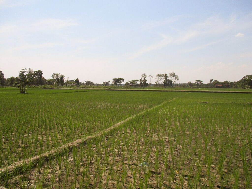 Lahan persawahan mengering saat musim kemarau panjang