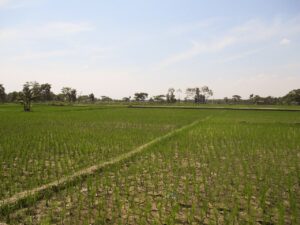 Lahan persawahan mengering saat musim kemarau panjang