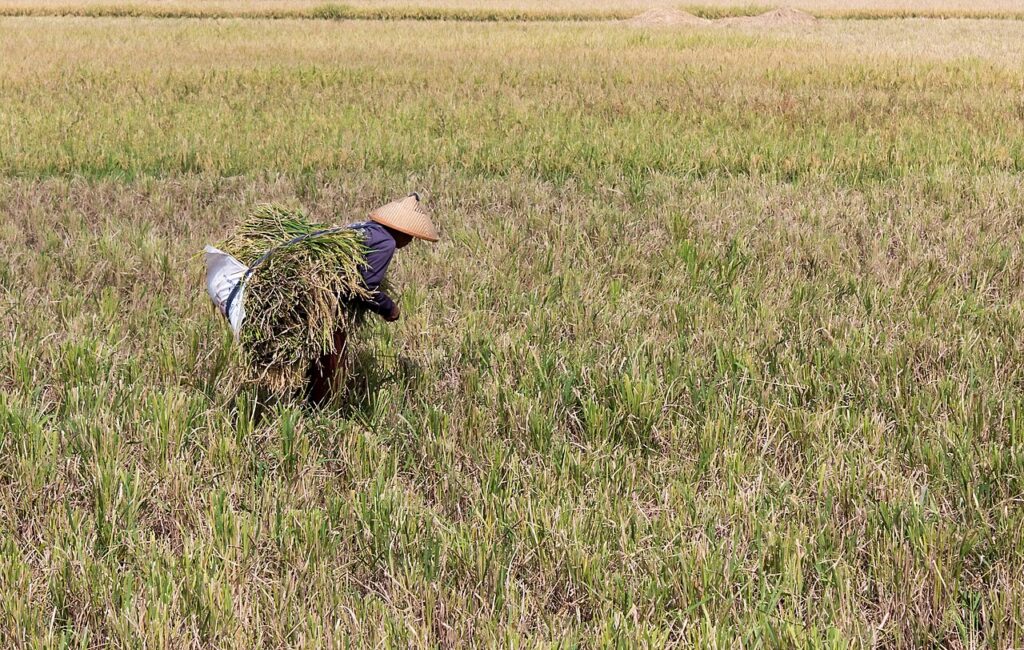Petani memanen padi di sawah, ilustrasi produksi beras nasional