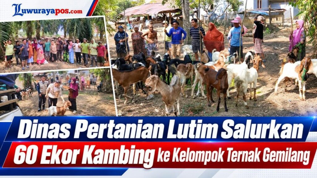 Penyerahan bantuan kambing kepada Kelompok Ternak Gemilang di Desa Teromu, Kecamatan Mangkutana, Luwu Timur