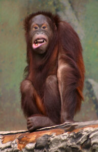 Orangutan kalimantan Pongo pygmaeus di hutan