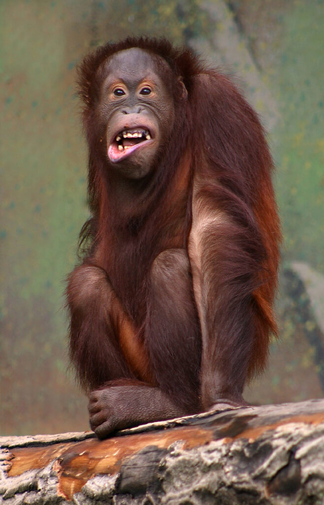 Orangutan kalimantan Pongo pygmaeus di hutan