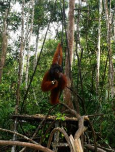 Orangutan Kalimantan jantan di kawasan Taman Nasional Tanjung Puting
