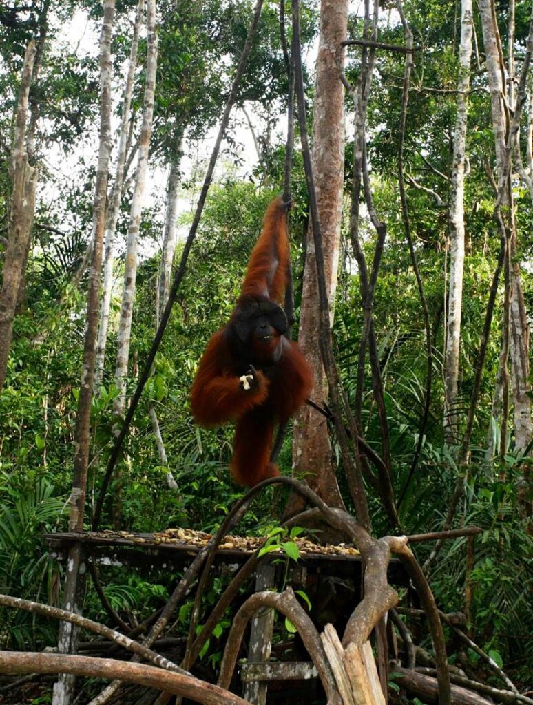 Orangutan Kalimantan jantan di kawasan Taman Nasional Tanjung Puting