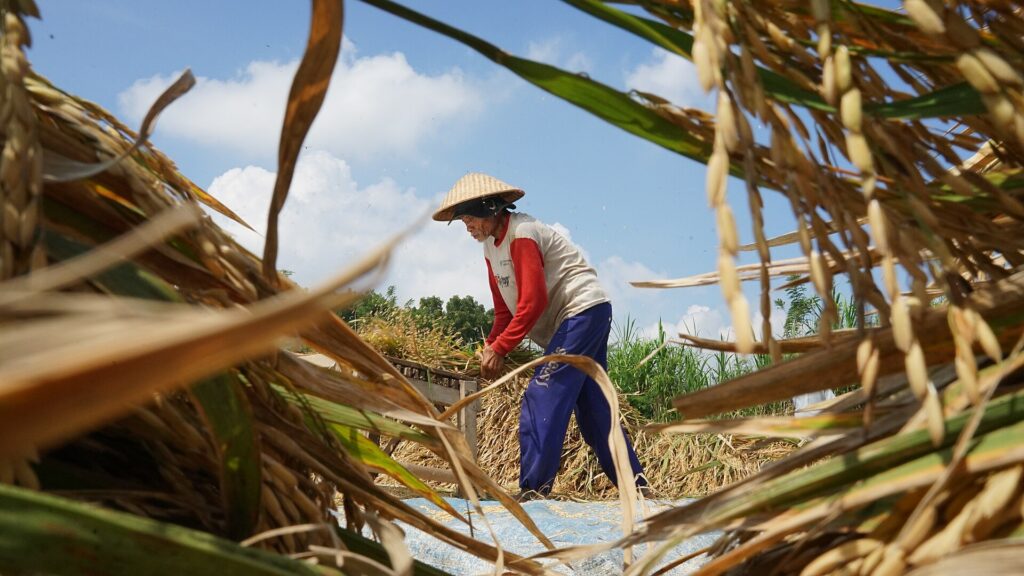 Petani memanen padi, gambaran sektor pertanian luwu timur yang diperkuat bantuan alsintan
