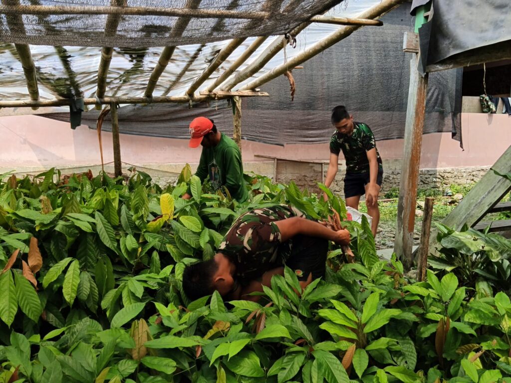 Anggota Satgas TMMD ke-130 belajar pembibitan kakao dari petani di Desa Cendana, Kecamatan Burau, Luwu Timur