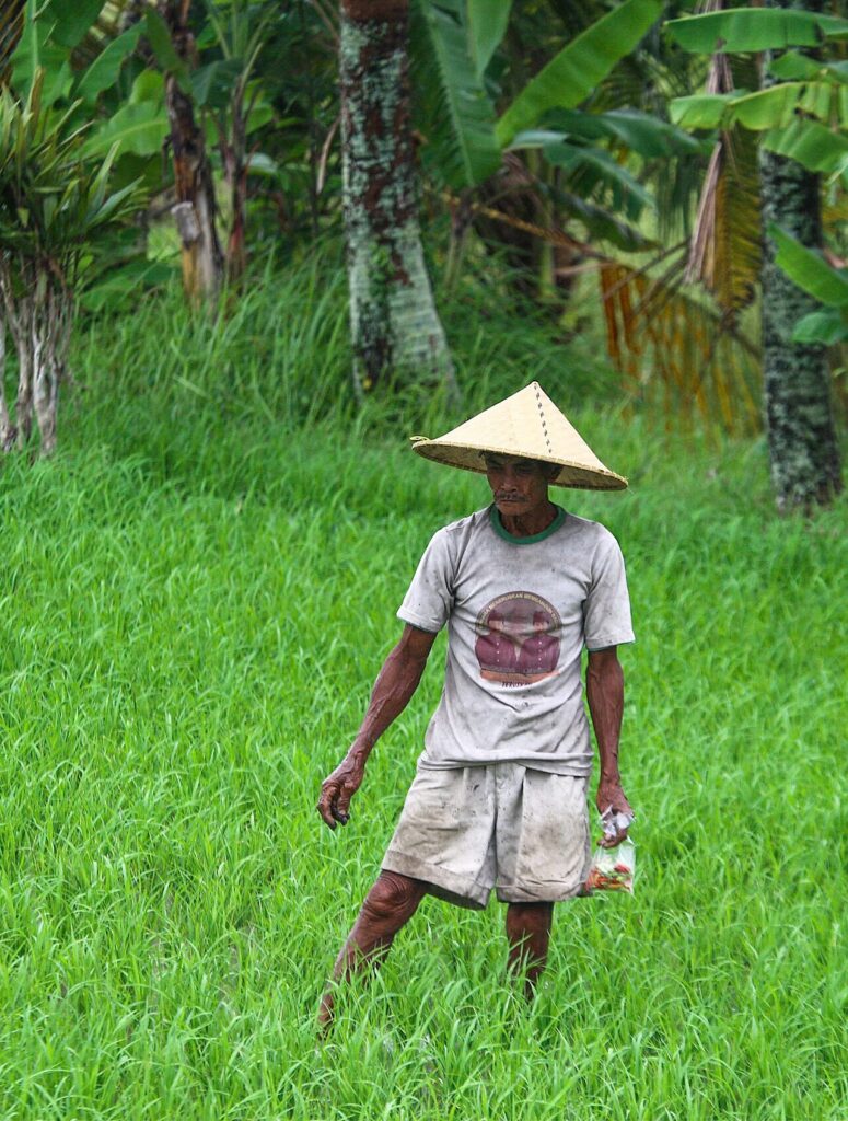 Petani bekerja di sawah Bali, kelompok penerima kredit produktif yang ditargetkan pemerintah