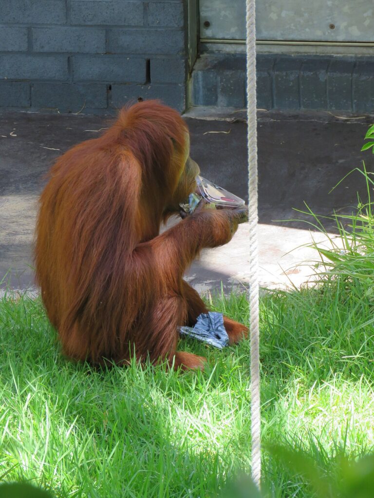 Orangutan Sumatera (Pongo abelii)