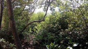 Kawasan mangrove di pesisir utara Jawa