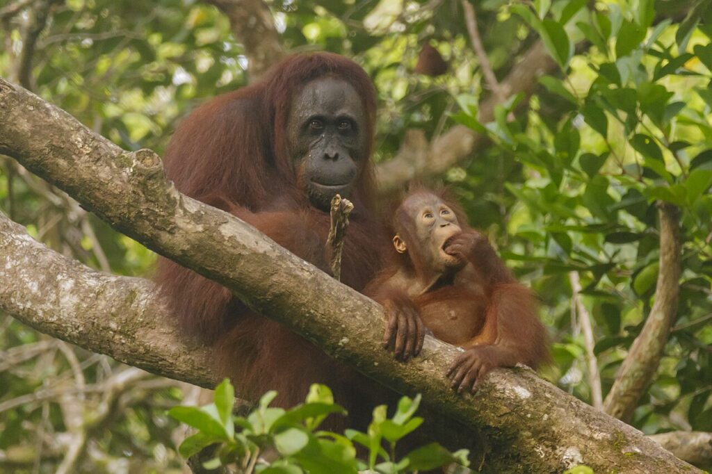 Orangutan Kalimantan di Taman Nasional Tanjung Puting