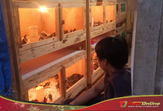 Sulaeman Roka, peternak ayam kampung penyandang disabilitas dari Towuti, viral luwu timur