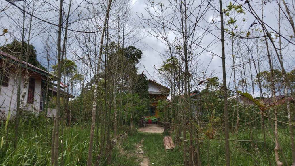 Tanaman kratom Mitragyna speciosa di Desa Nanga Embaloh, Kalimantan Barat