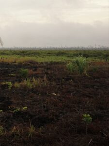 Lahan gambut yang terbakar di Indonesia dengan tanah menghitam dan asap tipis