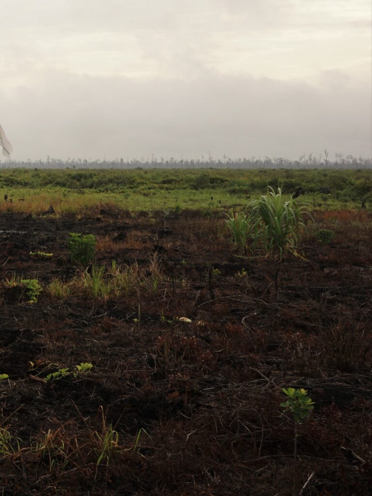 Lahan gambut yang terbakar di Indonesia dengan tanah menghitam dan asap tipis